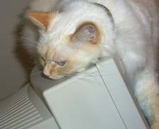 LucyFurr on a Monitor